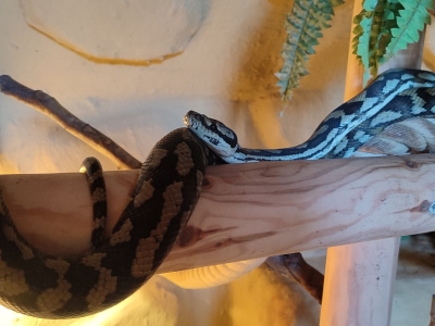 Ruitpython - De Zonnegloed - Dierenpark - Dieren opvangcentrum - Sanctuary